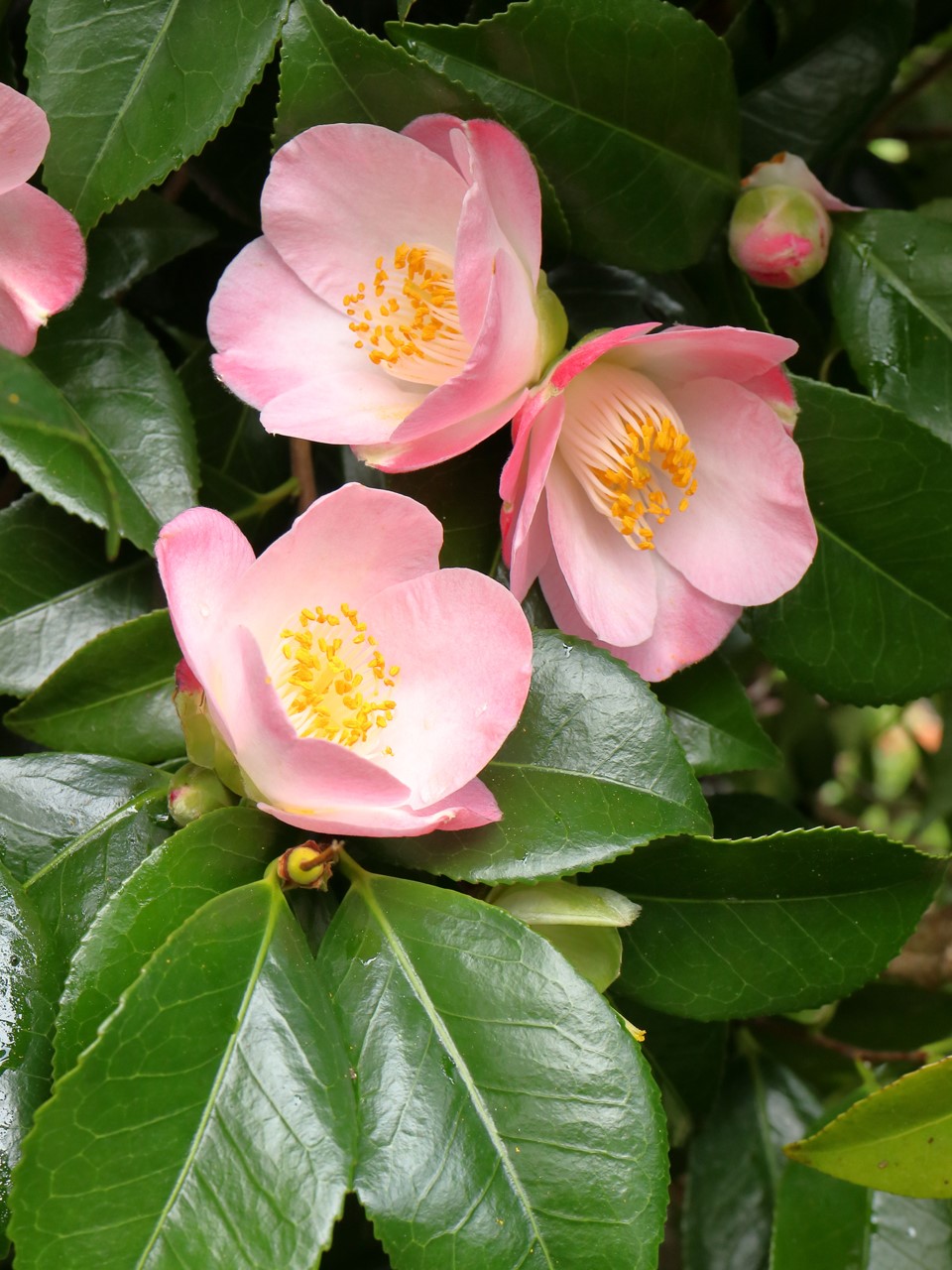 C. japonica 'Sunny Side'